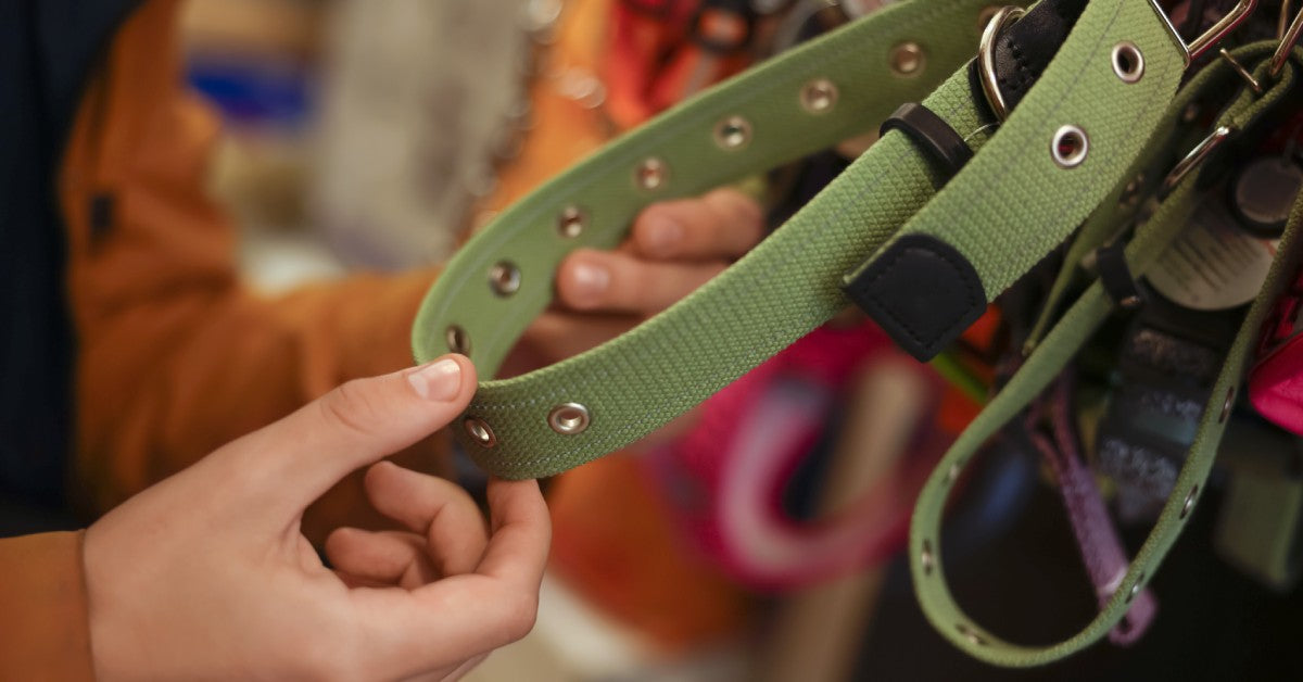 A person holds a large green nylon dog collar while standing near a shelf display in a pet supply store.