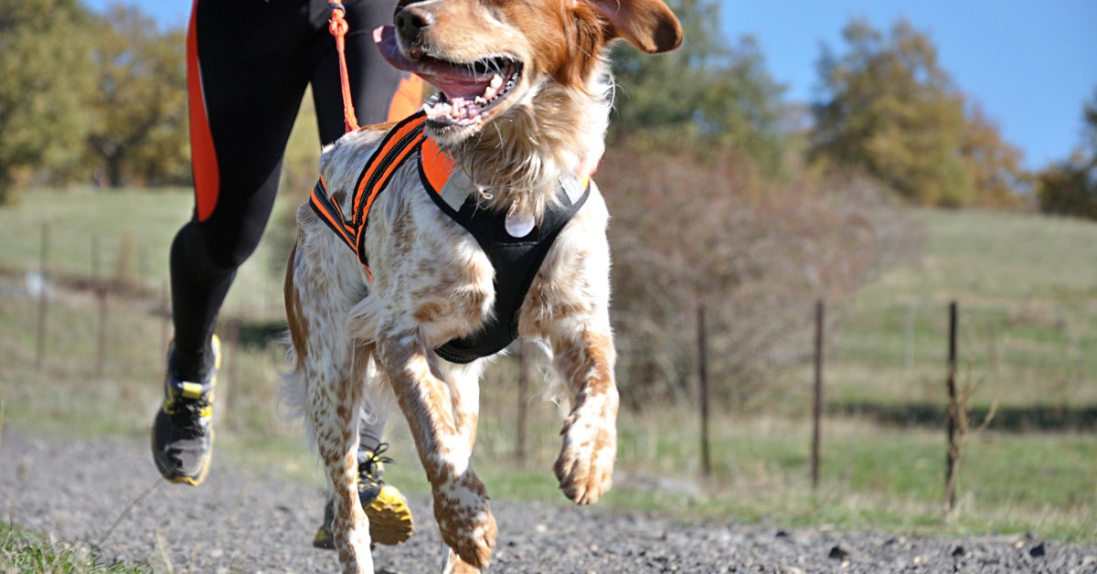 A dog is running on a leash with its owner along a remote gravel trail lined with trees on a sunny day.