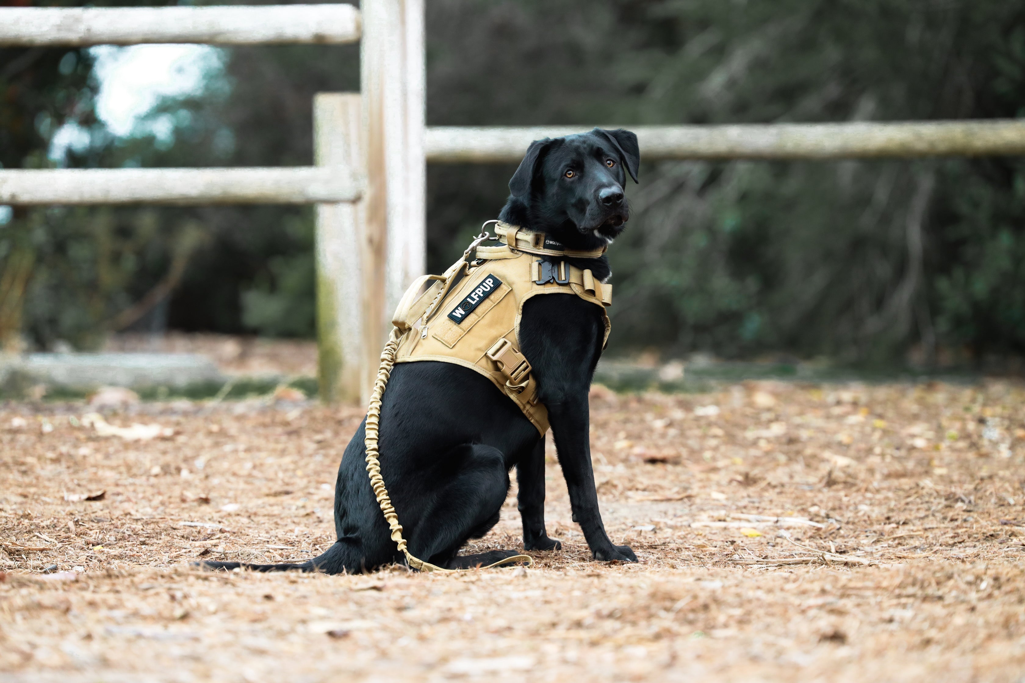 Here Are 9 Ways To Support Your Service Dog