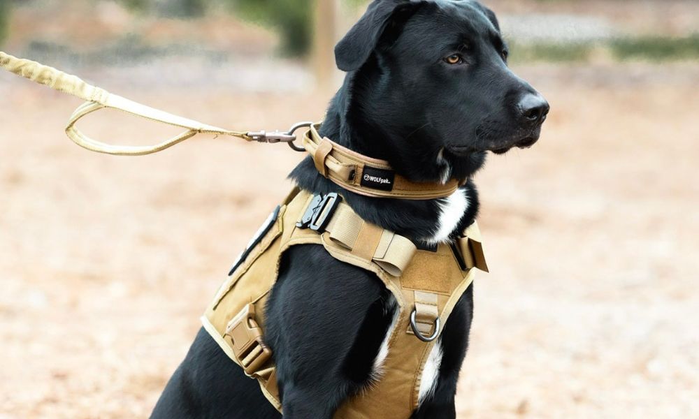 Is It Better To Walk a Dog With a Harness or Collar?