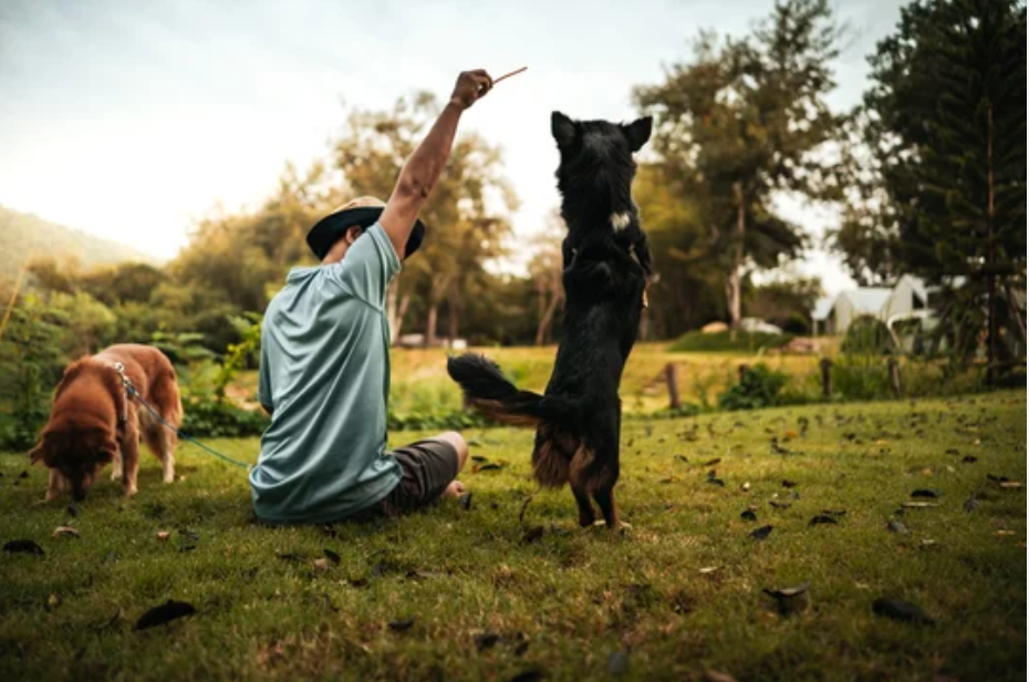 What is Tactical Dog Training?