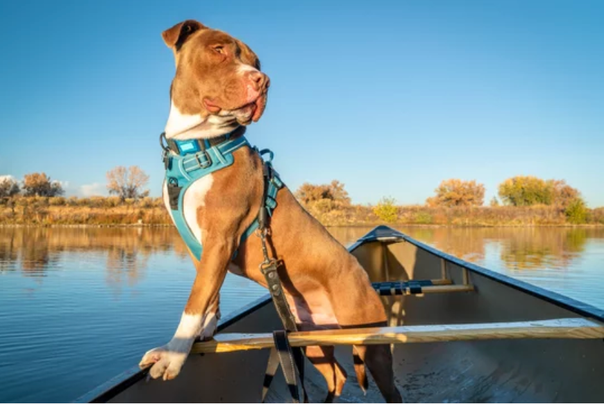 Tips for Properly Fitting Your Dog's Harness