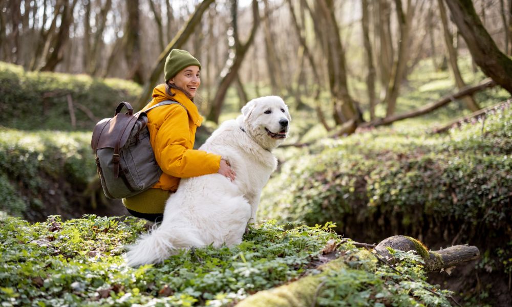 How To Start Hiking or Backpacking With Your Dog