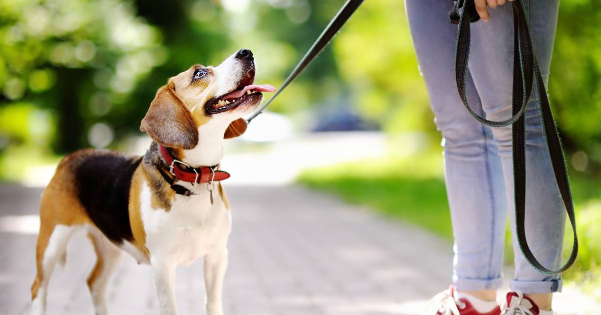 An individual is walking their dog outside with a leash. The dog is wearing a red collar and looking up at the human.