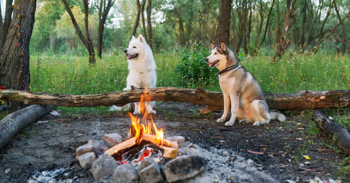 5 Rules You Should Know About Camping With Dogs