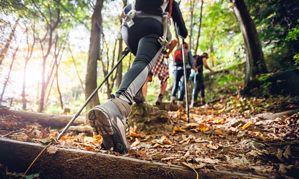 A group of hikers walk up an inclined trail in the woods using walking sticks with backpacks on their backs.