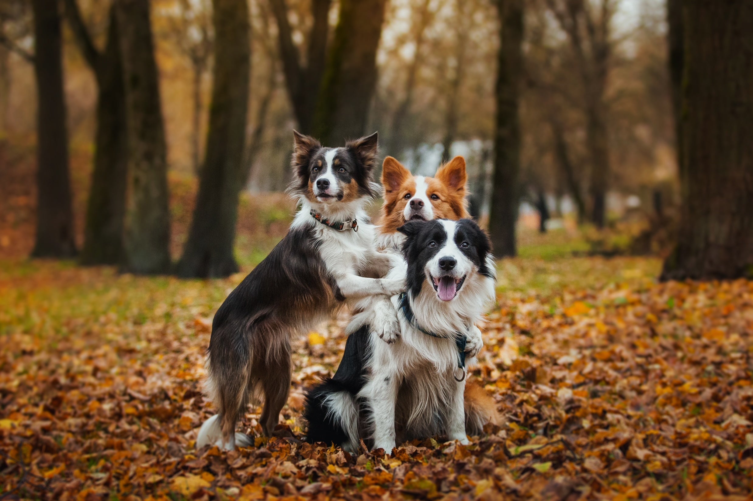 What Are the Most Active Dog Breeds?