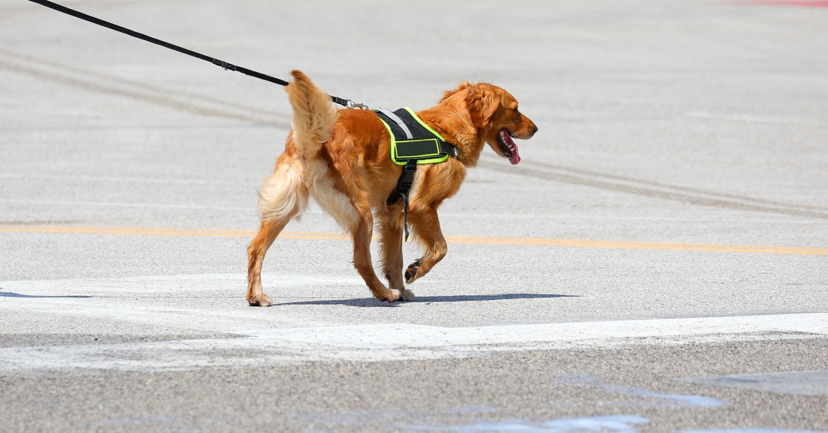 A golden Labrador wearing a green-and-black harness walks on a leash through a concrete parking lot.