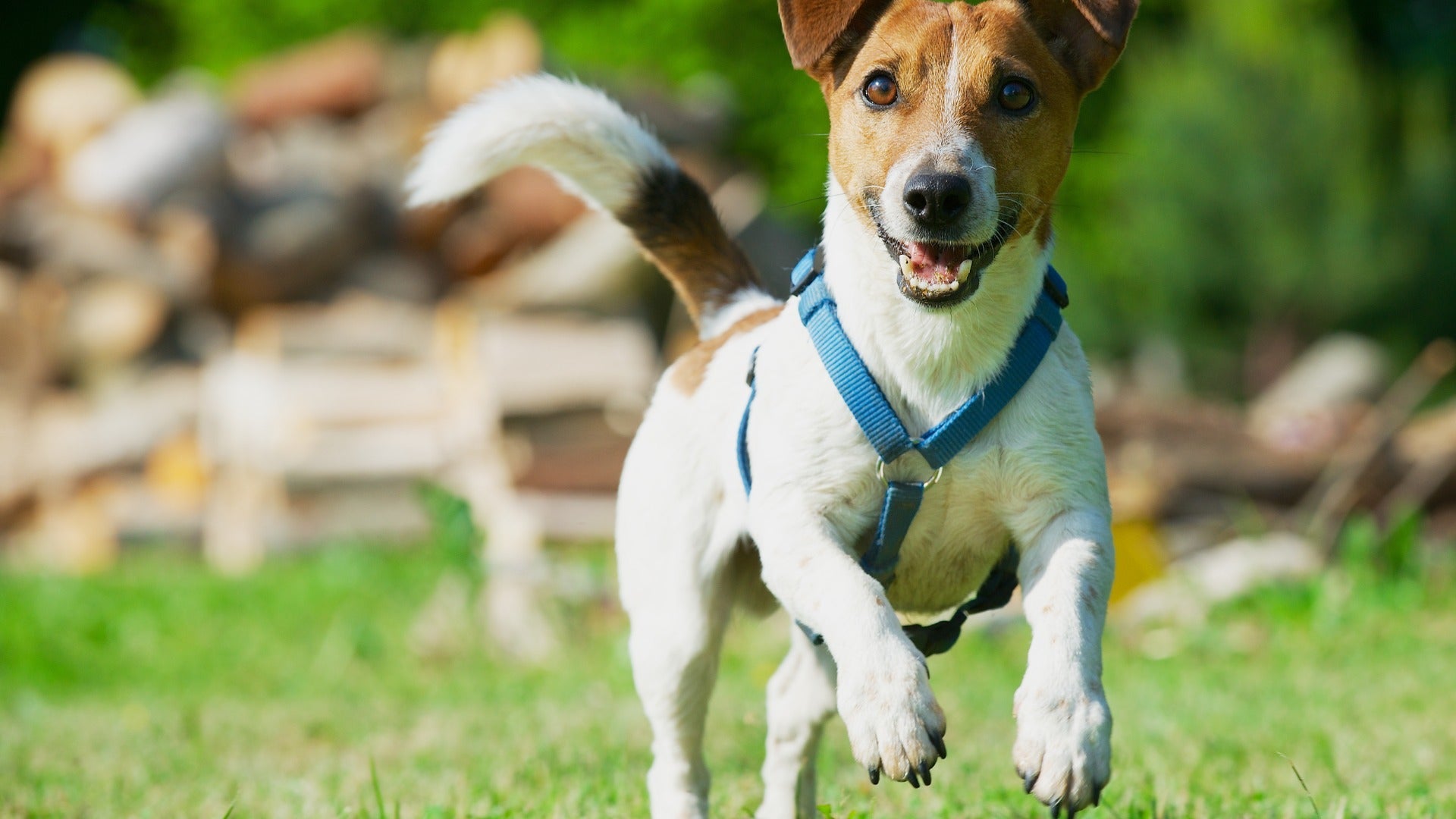 Happy small dog wearing a blue harness running across a grassy yard, tail raised, and ears perked up.